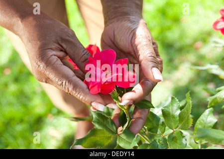 Close up di senior americano africano donna di mani tenendo una rosa rossa fiore in un giardino estivo Foto Stock