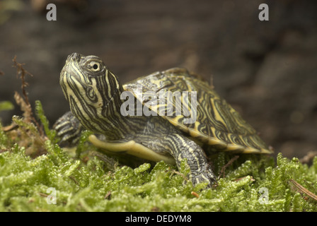 Fiume orientale Cooter, Pseudemys concinna concinna Foto Stock