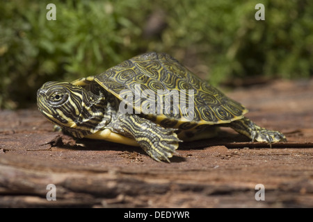 Northern red-Cooter panciuto, Pseudemys rubriventris rubriventris Foto Stock