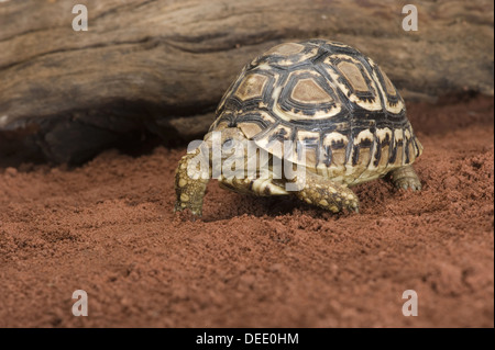 Leopard tartaruga, Stigmochelys pardalis / Pantherschildkröte, Stigmochelys pardalis Foto Stock