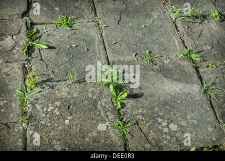 Erbacce crescita attraverso un antico percorso di pietra. Foto Stock