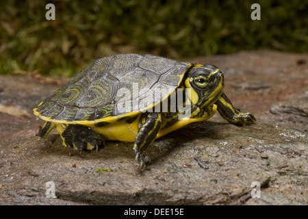 A becco giallo slider Trachemys scripta scripta Foto Stock