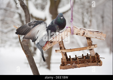 Due piccioni affamati seduto su Bird Feeder Foto Stock