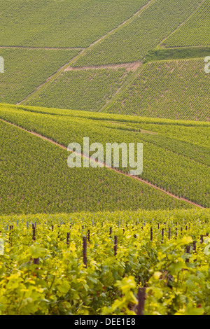 Vigneti Champagne vicino a Les Riceys nella Côte des Bar area dell Aube Champagne-Arndennes, Francia, Europa Foto Stock