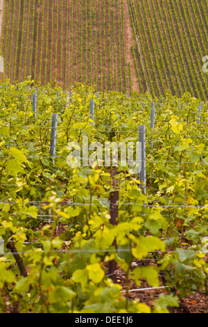 Vigneti Champagne vicino a Les Riceys nella Côte des Bar area dell'Aube, Champagne-Ardenne, Francia, Europa Foto Stock