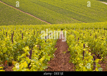 Vigneti Champagne vicino a Les Riceys nella Côte des Bar area dell'Aube, Champagne-Ardenne, Francia, Europa Foto Stock