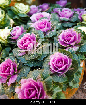 Cavoli ornamentali in giardino Foto Stock