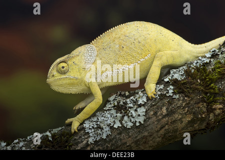 Lembo colli, camaleonte Chamaeleo dilepis Foto Stock