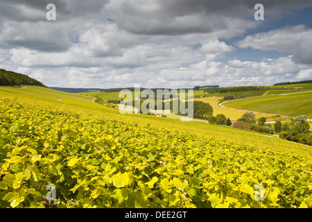 Vigneti Champagne al di sopra del villaggio di Viviers sur Artaut, Côte des Bar area dell Aube, Champagne-Ardenne, Francia Foto Stock