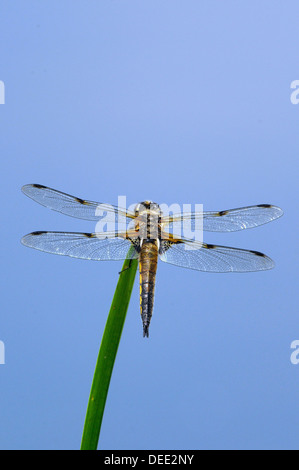 Dragon Fly skimmer Foto Stock