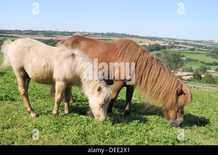 Americano di cavalli in miniatura (Equus caballus) mare e puledro pascolare una collina paddock, Wiltshire, Inghilterra, Regno Unito, Europa Foto Stock