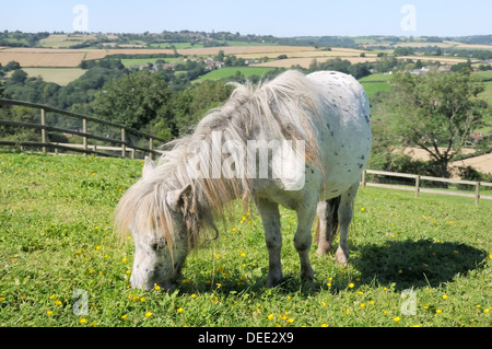 Americano di cavalli in miniatura (Equus caballus) mare pascolo (Ranunculus acris) sul fianco di una collina, Wiltshire, Inghilterra, Regno Unito Foto Stock