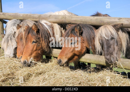 Fila di cinque americane cavalli in miniatura (Equus caballus) raggiungendo attraverso una recinzione di legno a mangiare del fieno, Wiltshire, Inghilterra, Regno Unito Foto Stock