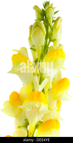 Toadflax comune isolato su sfondo bianco Foto Stock