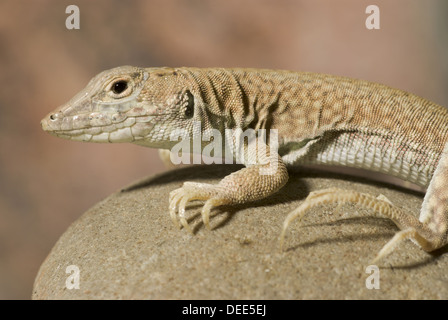 Frangia Nidua-dita Lizard, Acanthodactylus scutellatus Foto Stock