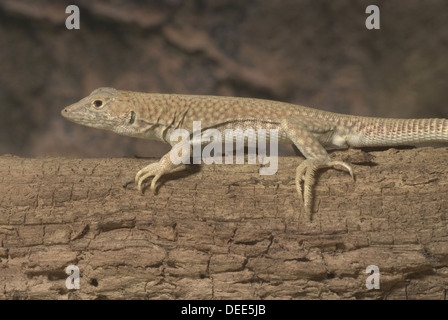 Frangia Nidua-dita Lizard, Acanthodactylus scutellatus Foto Stock