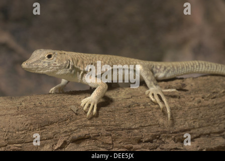 Frangia Nidua-dita Lizard, Acanthodactylus scutellatus Foto Stock