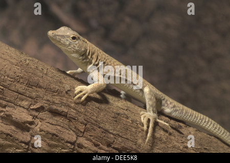 Frangia Nidua-dita Lizard, Acanthodactylus scutellatus Foto Stock