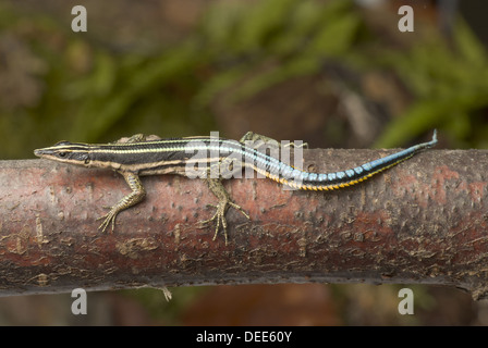 Neon Blue-tailed Tree lizard, Holaspis guentheri Foto Stock