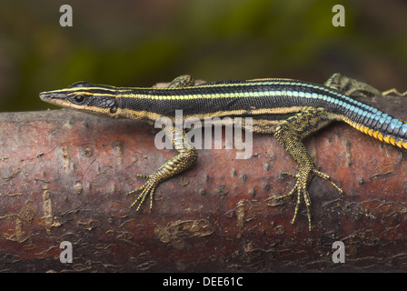 Neon Blue-tailed Tree lizard, Holaspis guentheri Foto Stock