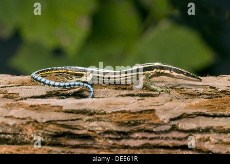 Neon Blue-tailed Tree lizard, Holaspis guentheri Foto Stock