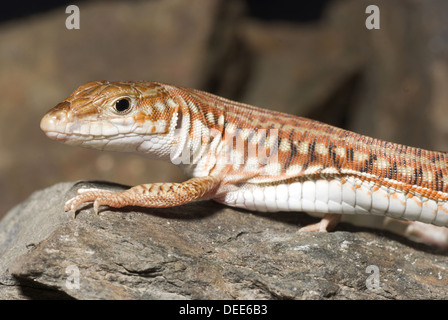 Dipinto di lunga coda di lucertola, Latastia longicaudata Foto Stock