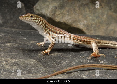 Dipinto di lunga coda di lucertola, Latastia longicaudata Foto Stock