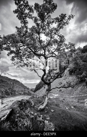 Immagine monocromatica di albero vicino a Keswick, Lake District, Inghilterra Foto Stock