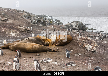 Elefante meridionale guarnizioni, annuale molt catastrofico, Hannah Point, Livingston isola, a sud le isole Shetland, Antartide Foto Stock