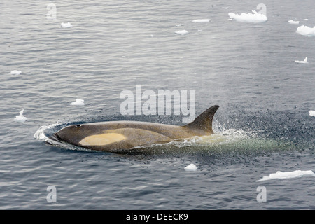 Un piccolo branco di tipo B orche (Orcinus orca) in Neko Harbour, Andvord Bay, Antartide, oceano meridionale, regioni polari Foto Stock