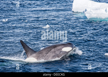 Un piccolo branco di tipo B orche (Orcinus orca), vicino Cierva Cove, Antartide, oceano meridionale, regioni polari Foto Stock