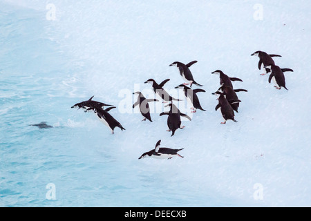 Adulto di pinguini dal sottogola (Pygoscelis Antartide), Half Moon Island, a sud le isole Shetland, Antartide, Oceano Meridionale Foto Stock