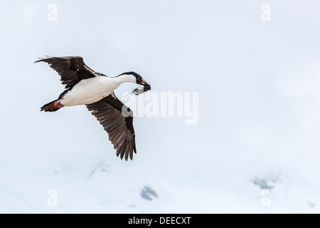 Adulto Antartico shag (Phalacrocorax (atriceps) bransfieldensis), in volo con materiale di nidificazione, Port Lockroy, Antartide Foto Stock