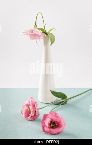 Eustoma rosa in vaso bianco Foto Stock