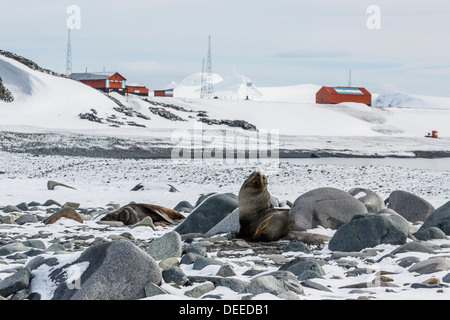 Adulto Antartico le foche (Arctocephalus gazella), Half Moon Island, a sud le isole Shetland, Antartide, Oceano Meridionale Foto Stock