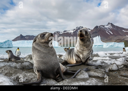 Antartico pelliccia sigillo (Arctocephalus gazella) cuccioli su ghiaccio presso la spiaggia di Fortuna Bay, Georgia del Sud e Oceano Atlantico Foto Stock