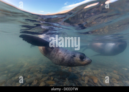 Antartico pelliccia sigillo (Arctocephalus gazella) cuccioli sott'acqua in Stromness Bay, Georgia del Sud e Oceano atlantico, regioni polari Foto Stock