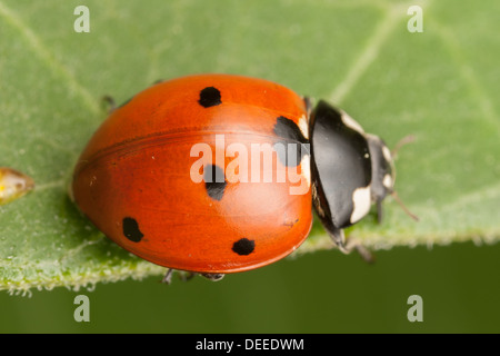 Sette-spotted Lady Beetle (Coccinella septempunctata) Foto Stock