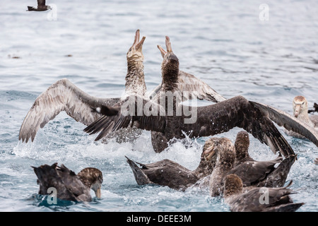 Adulto northern papere giganti (Macronectes halli) lotta per una guarnizione morto pup, Elsehul Bay, Georgia del Sud e Oceano Atlantico Foto Stock