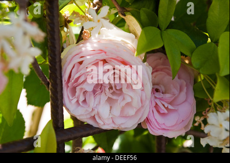 Le rose che crescono in Provenza Foto Stock