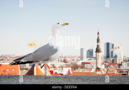 Sea Gull davanti al panorama cittadino Foto Stock