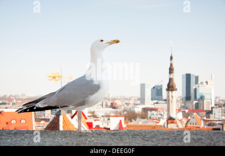 Sea Gull davanti al panorama cittadino Foto Stock