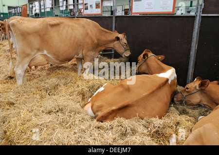 Vacche pronto per giudicare al Bath & West Show, Somerset, Regno Unito Foto Stock