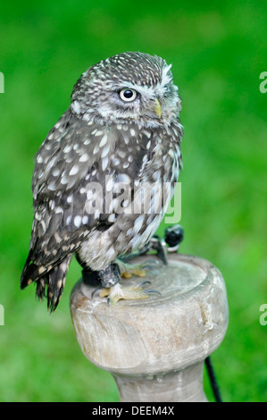 Civetta (Athene noctua) Foto Stock