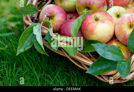 Appena raccolto le mele nel cesto di vimini Foto Stock