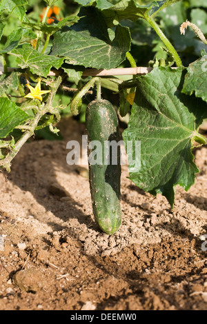 Cucumis sativus. Il cetriolo crescere all'aperto nel giardino vegetale. Foto Stock