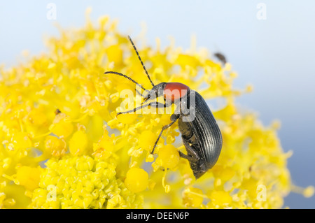 Pettine-artigliato beetle (Heliotaurus ruficollis) alimentazione su giganteschi fiori di finocchio (ferula communis), Lagos, Algarve, Portogallo, Europa Foto Stock