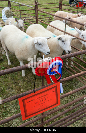 Tre pecore in penna con rosette ABD CERTIFICATO PER 1A METTERE IN MOSTRA AGRICOLA IN CHEPSTOW Wales UK Foto Stock