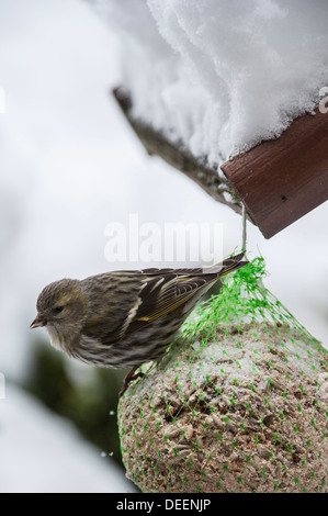Eurasian Lucherino (Carduelis spinus) femmina alimentazione dalla sfera di grasso a bird feeder in giardino nella neve in inverno Foto Stock