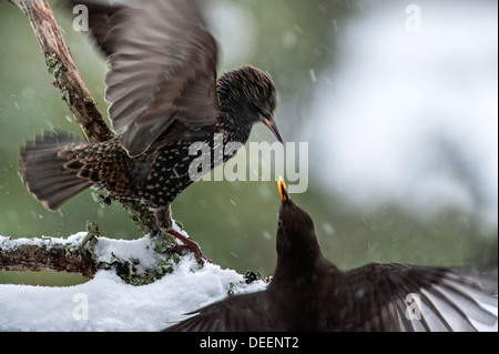 Unione Starling (Sturnus vulgaris) combattimenti con comuni Blackbird (Turdus merula) in giardino durante la doccia di neve in inverno Foto Stock